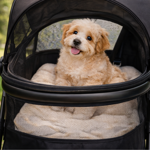 Poussette premium pour chien (max 22kg)