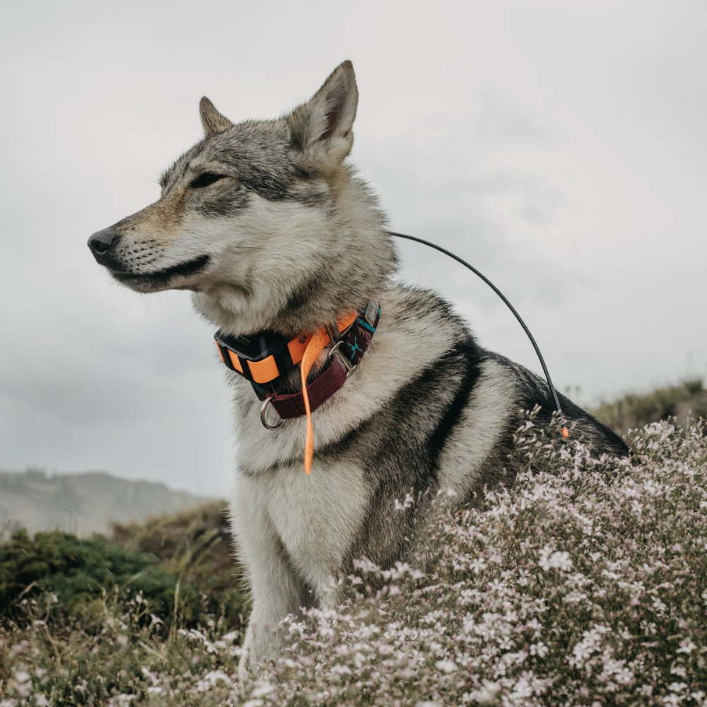 Collier anti-fugue sans fil pour chien